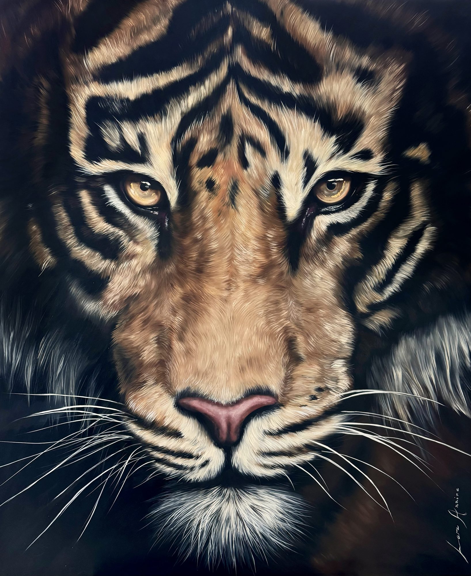 A Tigers Gaze. Gallery 1